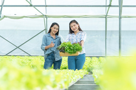 鱼菜共生背景