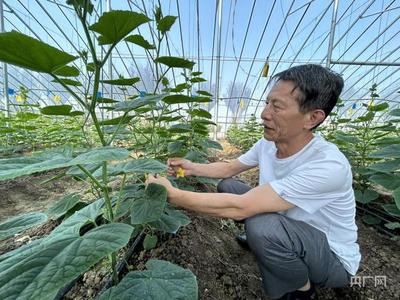 安徽怀远:科技进田 增产优产有