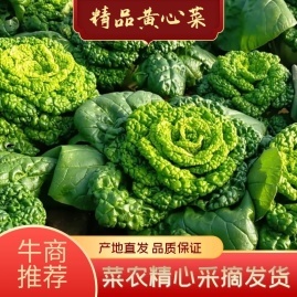 安徽蚌埠怀远县乌塌菜、黄心菜、芹菜、塔菜产地货源代办电话_从喜蔬菜水果基地