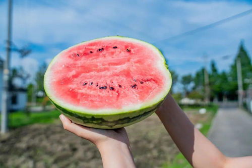 怀远蔬菜与西甜瓜 新埭特色农产品寻访记