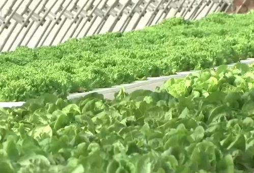 蔬菜价格双降 怀远蔬菜市场背后原因分析