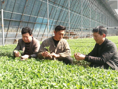 怀远县 人勤春来早 农忙正当时 蔬菜产业迎春忙