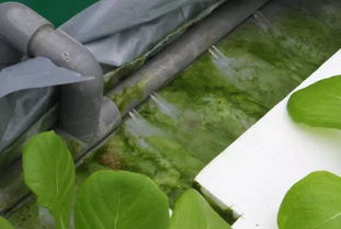 探访京东方植物工厂 怀远蔬菜月产量高达8万棵活体蔬菜