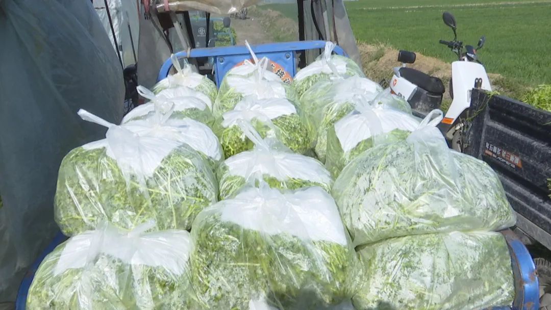 安徽怀远 芦蒿喜获丰收 田间地头奏响致富曲