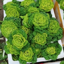 安徽蚌埠怀远县特色蔬菜产地货源信息与代办服务——以从喜蔬菜水果基地为例