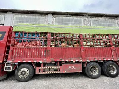 分类回收新回馈 十六吨爱心蔬菜连夜抵沪，居民善举获赠怀远蔬菜大礼包