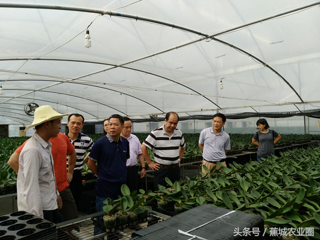 怀远蔬菜迎检记 蕉城区人大常委会开展《种子法》执法检查，筑牢种业安全与农业发展基石