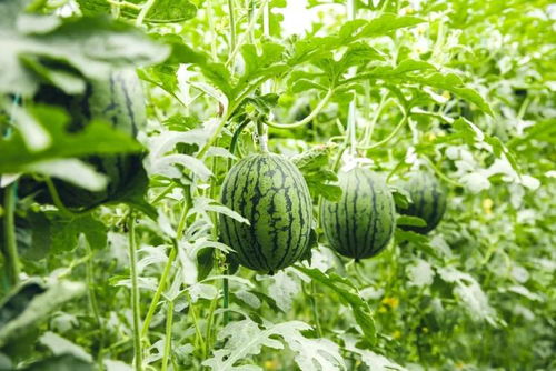 潍坊怀远蔬菜入选国家级名单，农业现代化再添新标杆